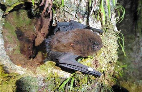 Rare bat identified at Pūkaha Wildlife Centre