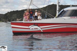 New dolphin calf spotted in Bay of Islands