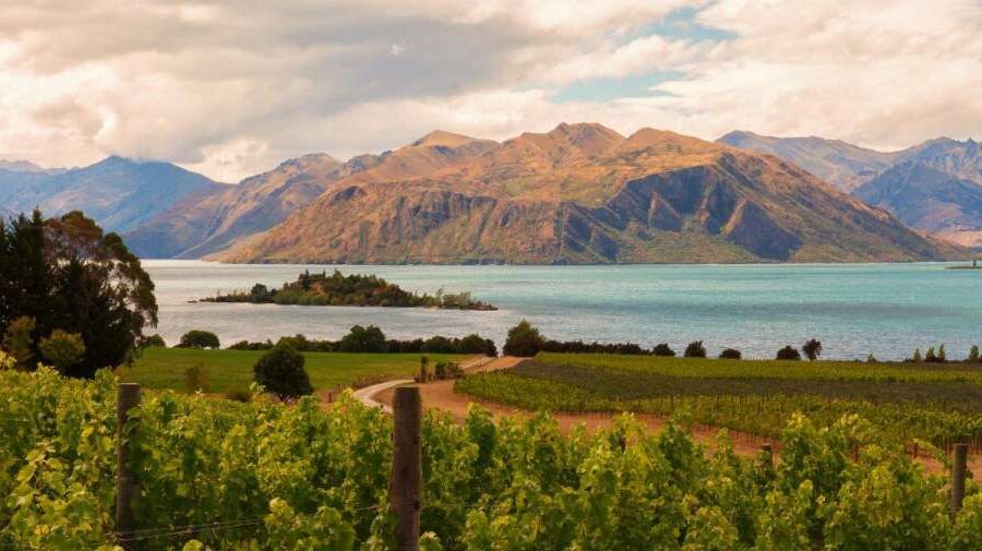 NZ vineyards recognised as top wine destinations