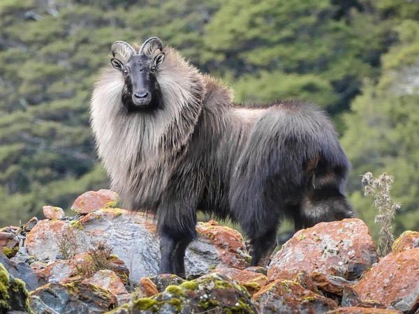 DOC completes tahr control for 2020