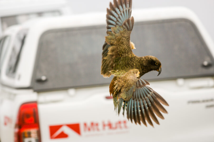 Native alpine parrot returns to Mt Hutt