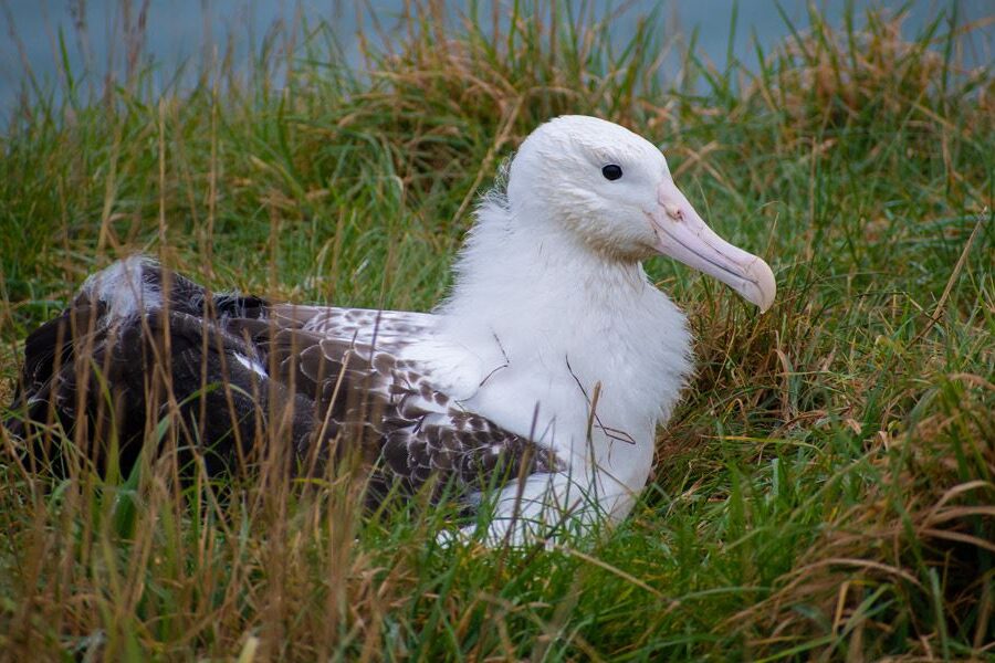 DOC reveals albatross ambassador name