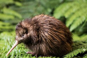 Record chicks for National Kiwi Hatchery