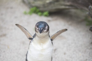 Penguin of the Year goes to…