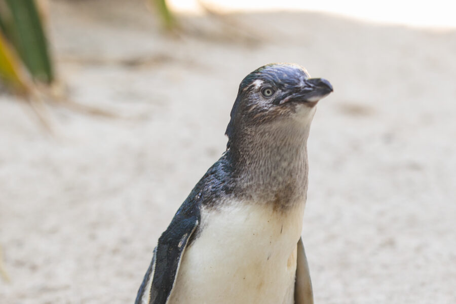 National Aquarium unveils Penguin of the Year finalists