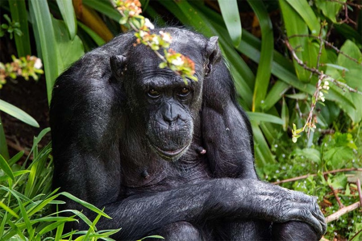 Hamilton Zoo’s Sally the chimp turns 50