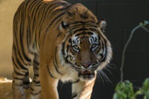 Zoo tiger passes away