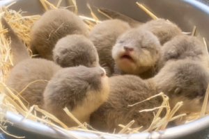 Five otter pups born at Auckland Zoo