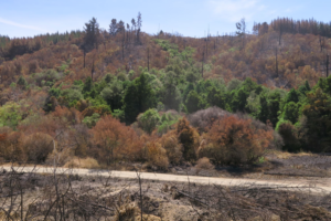 Eves Valley reserve recovering from fire