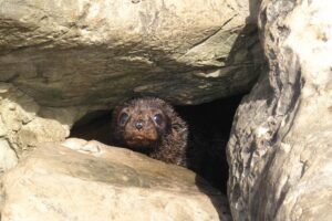 DOC extends citizen science seal sighting project into summer