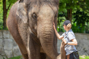 Auckland Zoo to rehome elephants