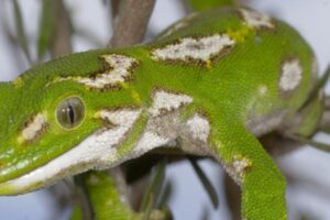 Museum’s treasured gecko euthanised