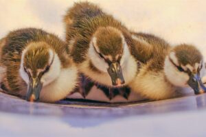 Te Anau Bird Sanctuary welcomes ducklings
