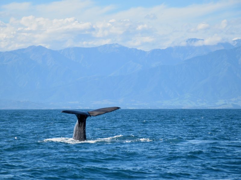 Perspectives: The quest for quieter whale watching