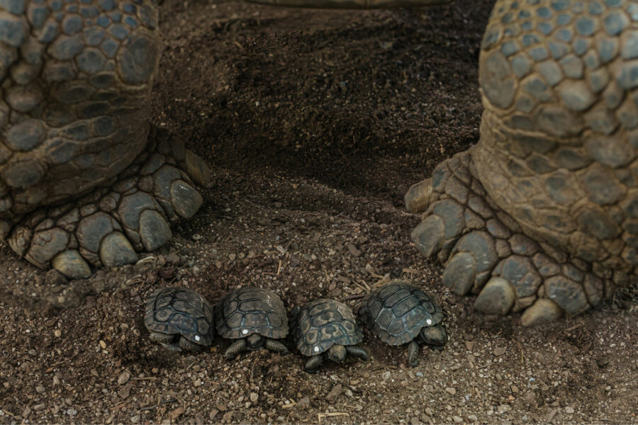 Zoo celebrates endangered Galápagos tortoises hatchings