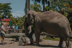 Auckland Zoo elephants Anjalee, Burma to relocate to Aus