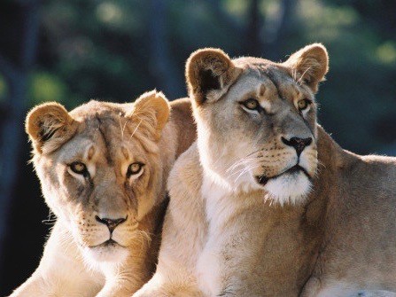 Wellington Zoo mourns passing away of its lionesses