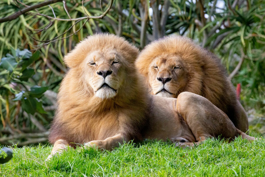 Lions arrive at Wellington Zoo
