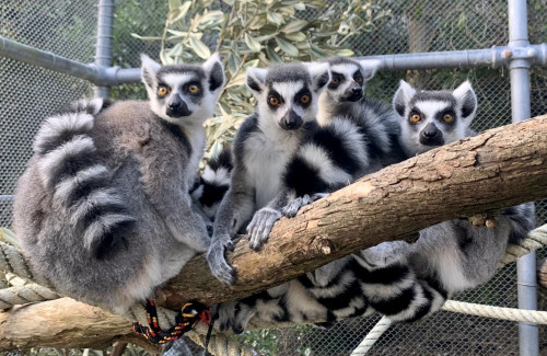 Ring-tailed lemurs arrive at Welly Zoo