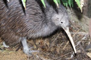 Wellington Zoo kiwi dies, sanctuary closes to public