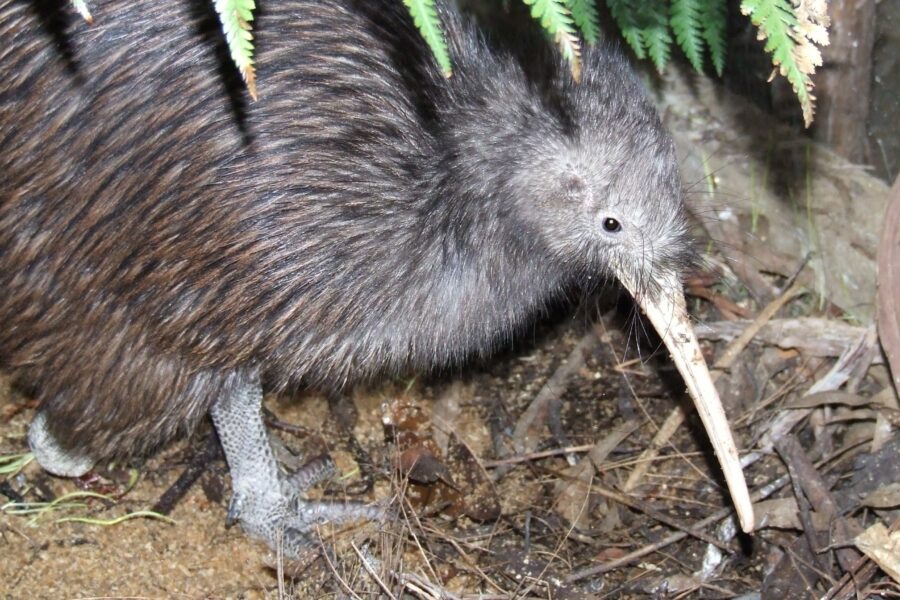 Wellington Zoo kiwi dies, sanctuary closes to public