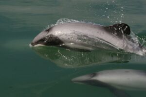 Greenpeace urges more protection for Māui dolphins