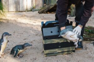 Rescue penguin joins Auckland Zoo