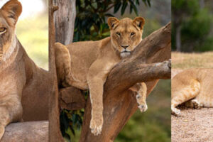 Trio of lionesses arrive at Auckland Zoo