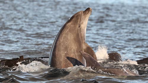 BBC seeks permission to film marine attractions