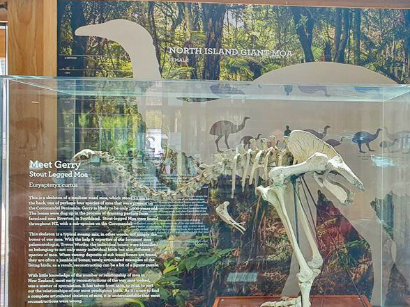 ‘Bowed’ moa on display at DOC visitor centre