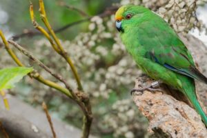 Jobs for Nature project finds rare parakeet