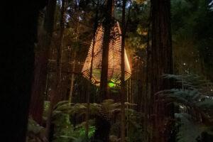 Redwoods Treewalk lights up for Xmas