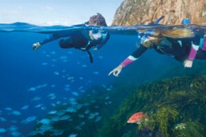 Research: Covid’s impact on marine ecotourism operators