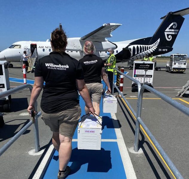 Air NZ, DOC give kiwi chicks wind beneath their wings