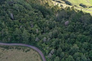 $355k Jobs For Nature funds Te Puke heritage Pā restoration