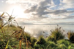 Health warning issued for Lake Rotorua following algal bloom