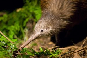 Jobs for Nature: Kiwi restoration project launches