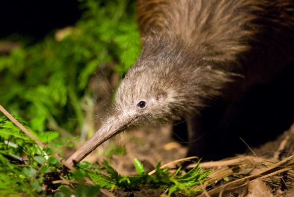 Jobs for Nature: Kiwi restoration project launches