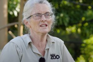 Watch: 40 years of care at Auckland Zoo