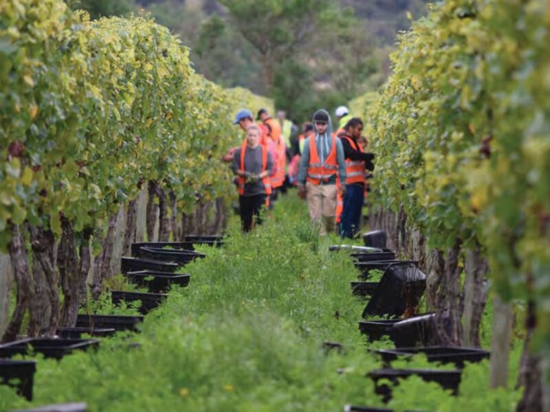 Border re-opening risks net outflow of Kiwis, exacerbating worker shortages – report