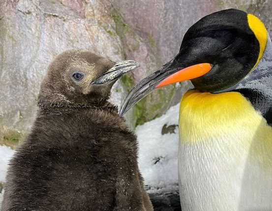 ‘Primo’ name for Kelly Tarlton’s newest penguin chick