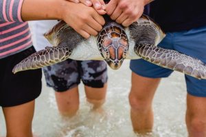 Kelly Tarlton’s returns turtle trio to ocean