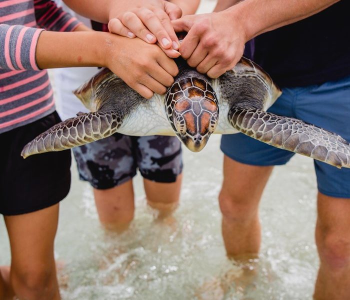 Kelly Tarlton’s returns turtle trio to ocean