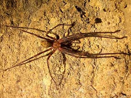 DOC closes Kahurangi cave for a year to protect spider