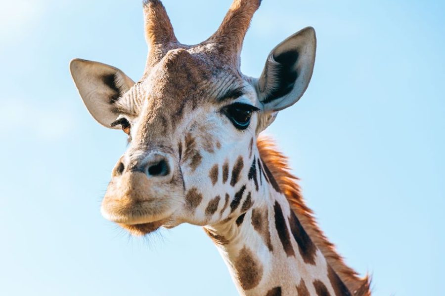 Auckland Zoo preps for giraffe birth