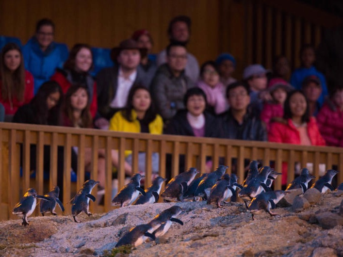 Partner ‘who might invest’ mooted for Blue Penguin attraction