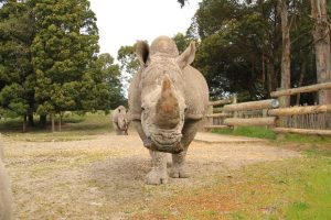 Orana Park euthanises iconic white rhino