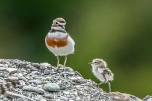 Visitors urged to give Coromandel dotterels space