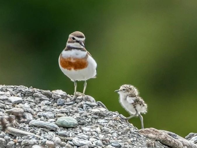 Visitors urged to give Coromandel dotterels space