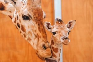 Baby giraffe born at Auckland Zoo…